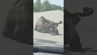 ГНУС ЗАМУЧАЛ ЛОСЯ! 10 000 укусов😱