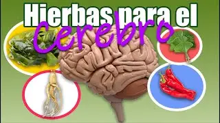 🌿🌿🌿 Las 4 MEJORES HIERBAS (PLANTAS) Para el CEREBRO | SALUDABLEMENTE TV