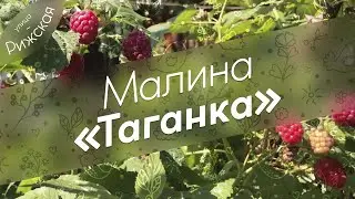 Малина «Таганка» 🌿 Обзор сорта