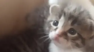 приветки всем!  снимаю котят   (чит опис)