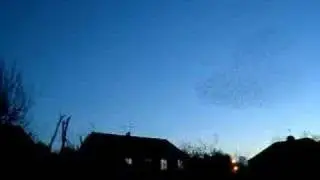 Starlings flocking before roosting