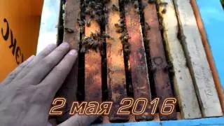 24.04 и 02.05.2016 Очередные осмотры, вирус в слабой семье, принятые меры и результат