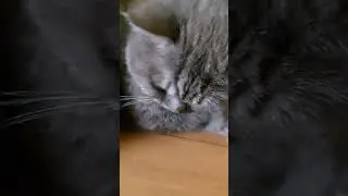Котик