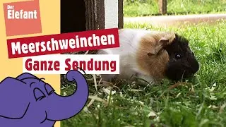 Wie wird ein Meerschweinchenbaby geboren? | Der Elefant | WDR