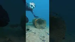 Морской гребешок —  это ещё и красивая ракушка которая служила для русалки Ариэль лифчиком.)