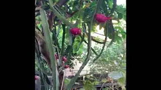 Dragon Fruit Climbs on a Guava Tree (Fruits  turn red)