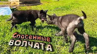 ВЫПУСКАЕМ СЛЕПОГО БАРСУКА / Спасенные волчата, страус и выдра в центре реабилитации животных Сирин