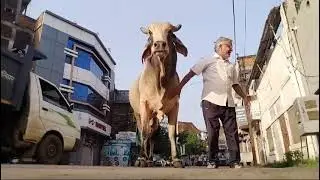 BULL(SAAND,NANDI) FRIENDSHIP