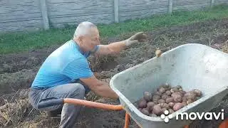 ЖИВЕМ В ДЕРЕВНЕ/ БЕЛАРУСЬ.Копаем Картошку.
