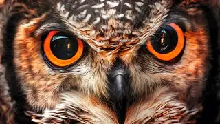 A Bird's Eye View of Nature's Beauty"🐦#birds #nature