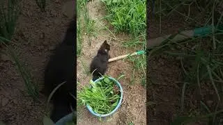 Самый главный помощник в прополке 😼 