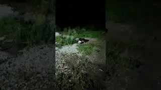 собачья свадьба.хромуля не выдержал.