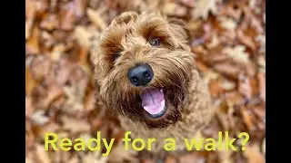 Labradoodle and best friend playing in the woods