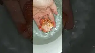 Отправка Дискусов в Кущёвскую
