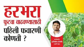 हरभरा पिकासाठी पहिली फवारणी कोणती करावी ? | harbhara pahili favarni | हरभरा फुटवा वाढवण्यासाठी उपाय