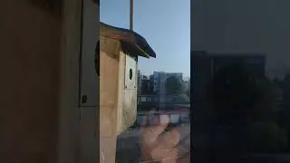 British Blue Tit