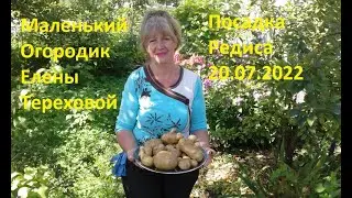 Маленький Огородик Елены Тереховой -   Посадка Редиса 20.07.2022