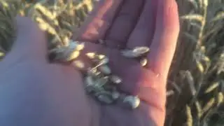 Озимая пшеница сорт Скипетр