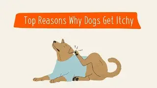 Top Reasons Why Dogs Get Itchy | Pet Parenting 101