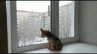Мой боевой пёс Риддик