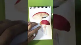 Sketching by markers, drawing mushrooms