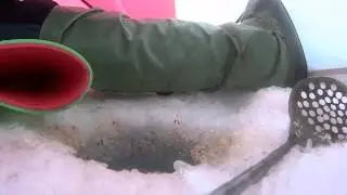 Аргази