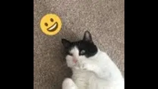 Building my cat a website!