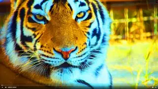 Calm RELAXING Video for MEDITATION: Awesome Video of Nature and Animals for REST and SLEEP