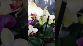 Мои похвастушки) Орхидеи самые прекрасные цветы