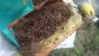11 августа. однорамочные отводки. подсиливаю.