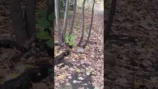 Белочка хочет играть.