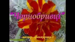 ЧорнобривцI. Мастер аранжировка -3!