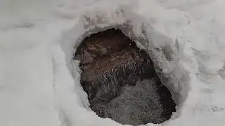 Зимняя безмятежность. Только вода в речке всё куда-то бежит.
