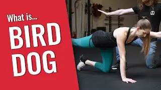 Bird Dog // Core Awareness Exercise