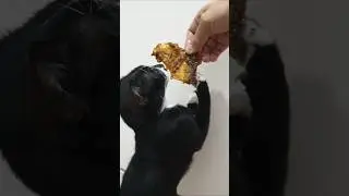 Makan malam sebelum bobo #cat #shortvideo #shorts
