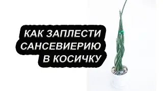 Как заплести сансевиерию в косичку / Цилиндрическая сансевиерия