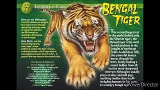 Bengal tiger sound effects