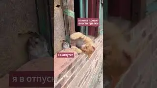 Ох уж эти правки...