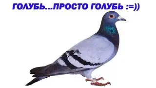 Голубь ... просто голубь :=)))