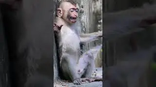 A little monkey sits and sleeps next to the wall