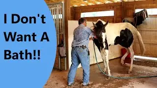 Wrestle a 1,000 pound kid into the bath tub!