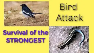 Bird attack on animal | babhani par chidiya ka hamala | Nature love | बभनी पे हमला | shocking video