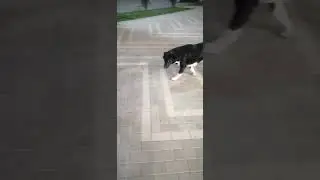 собака на прогулке. 