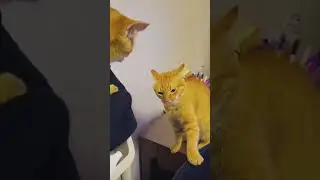 #funnyvideo