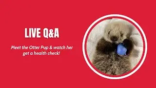 IG Live Q&A: Meet the Otter Pup and Dr. Marty