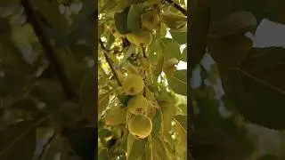 Crabapple Tree Loaded #nature #crabapple #fruits
