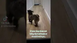 easy fix if your dog does not bring the ball back