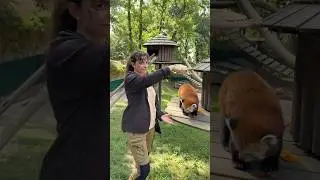 Jutsu trend version animaux ! 