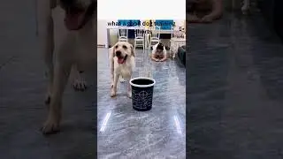 what a good dog training #shorts