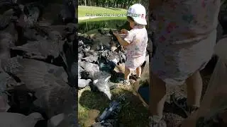 Коля кормит море птиц! 👶🐦🥰